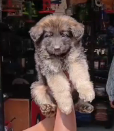 Purchase Friendly  german Shephard Puppy from Delhi