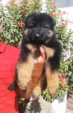 Buy lovable  German Shepherd Puppy from Goa