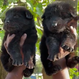 Buy Male German Shepherd Puppy from Goa