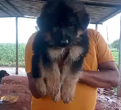 Fast German shepherd Puppy
