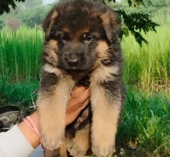 German Shepherd dog price in Chennai