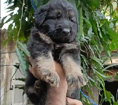 Fearless German Shepherd Puppy 