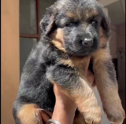 Order German Shepherd Puppy from Pune