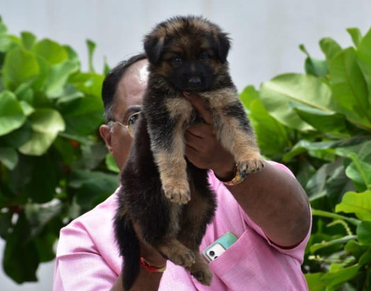 German Shepherd puppy price in  Chennai