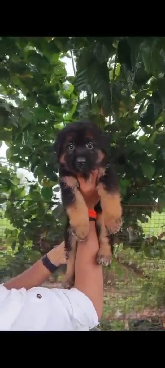 German Shepherd puppy From Hyderabad  for sale