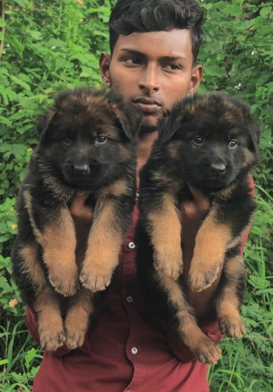German Shepherd puppy From Vizag   for sale