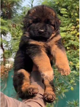 German Shepherd puppy From Vizag   for sale