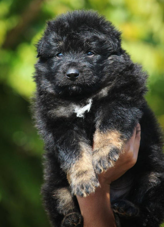 German Shepherd puppy price in  Jaipur