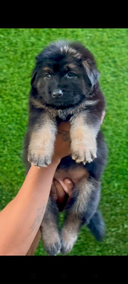 German Shepherd puppy From Jaipur   for sale