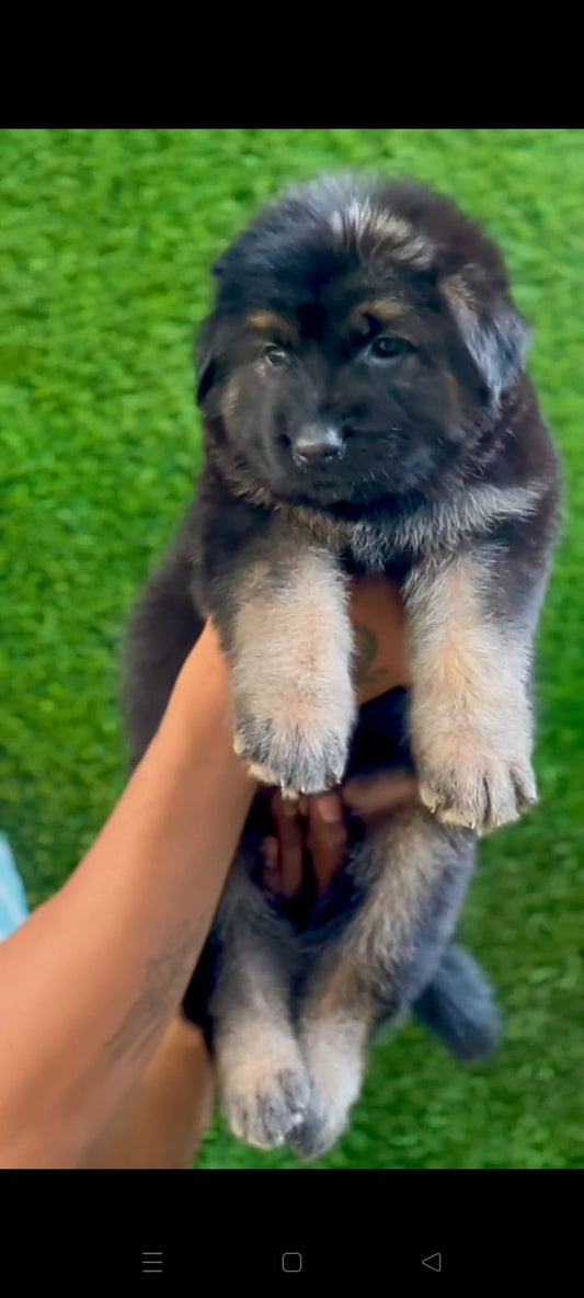 German Shepherd Puppy form Mumbai