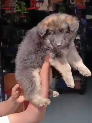 German Shepherd Puppies in  Jaipur