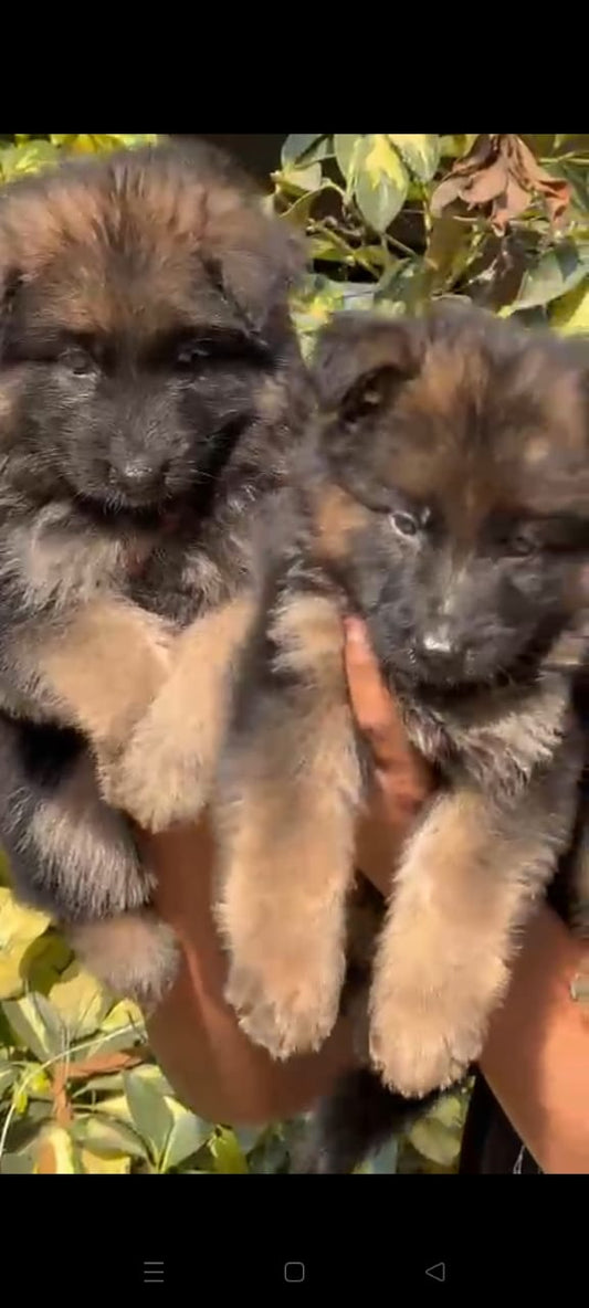 Purchase Friendly German Shepherd Puppy from Goa
