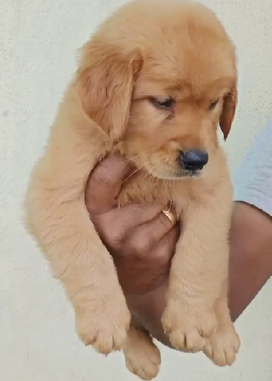 Order Golden Retriever  Puppy from Pune
