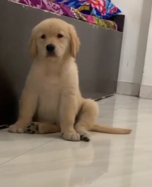 Order Female Golden Retriever Puppy from Goa
