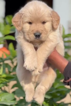 Buy lovable Golden Retriever Puppy from Goa