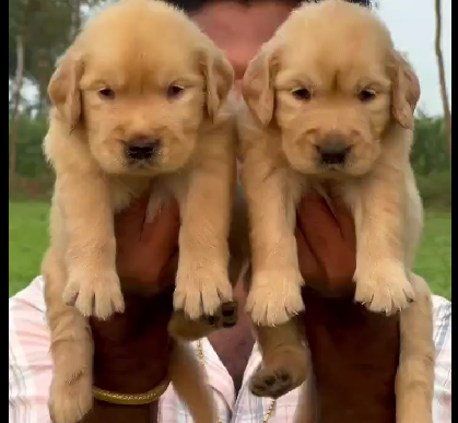 Golden Retriever puppy From Chennai   for sale