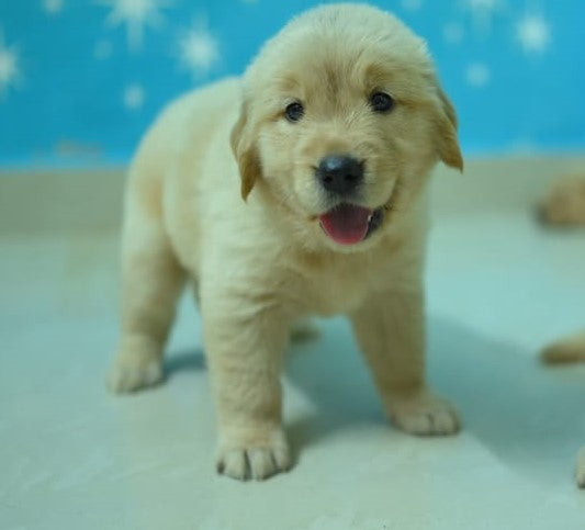 Buy Golden Retriever Puppy from Pune