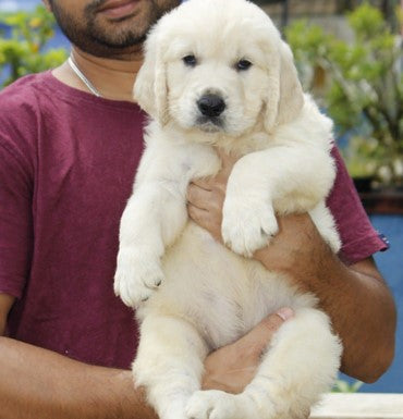 Golden Retriever Puppies in  Chennai