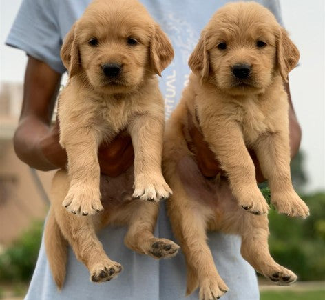 Golden Retriever puppy price in  Chennai