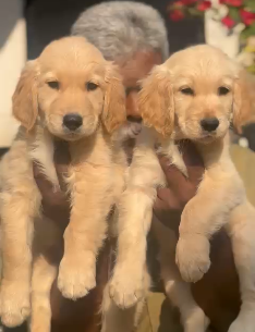Golden Retriever Puppies in  Jaipur