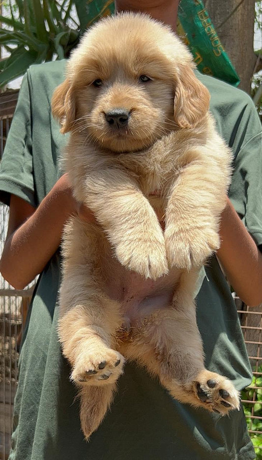 Golden Retriever dog price in Hyderabad