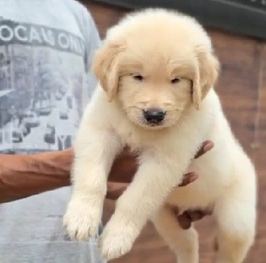 Golden Retriever puppy price in Bangalore