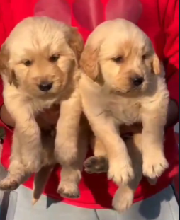 Golden Retriever puppy From Vizag   for sale