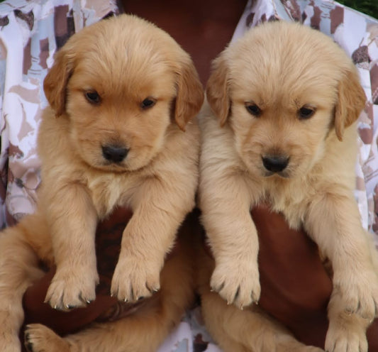 Golden Retriever puppy price in  Vizag