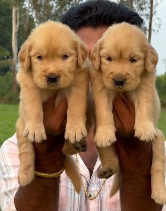 Golden Retriever Puppies in  Hyderabad