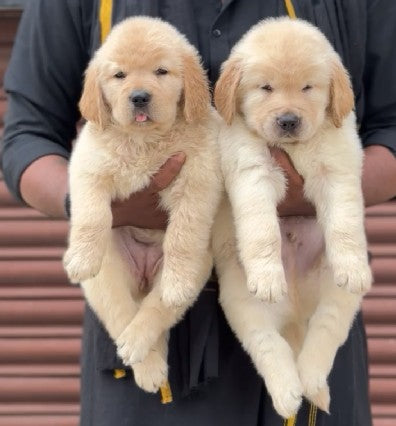Golden  Retriever dog price in Vizag
