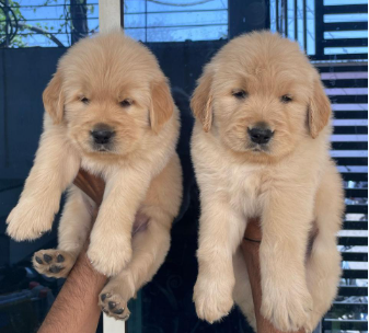 Golden Retriever dog price in Jaipur