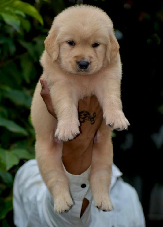 Golden Retriever puppy price in  Jaipur