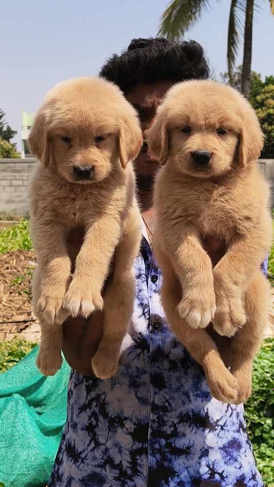 Golden Retriever puppy price in  Hyderabad
