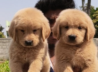 Golden Retriever Puppies in  Ahmedabad