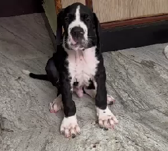 Purchase Entertaining & jolly   Great Dane  Puppy from Kolkata