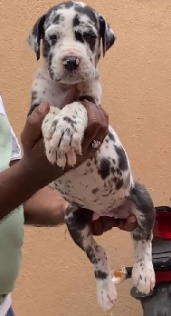 Order Female  Great Dane Puppy from Goa