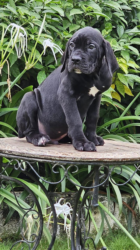 Purchase Great Dane  Puppy from Pune