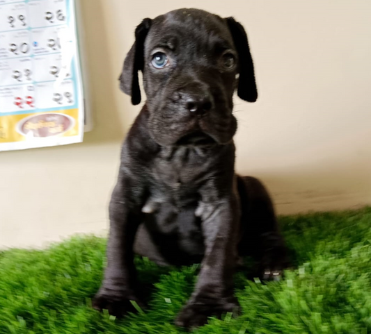 Order Great Dane Puppy from Pune