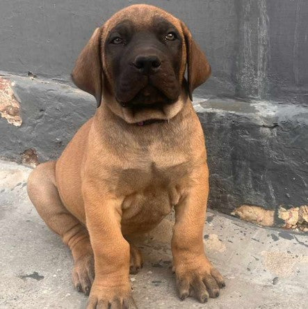 Buy Best Quality Great Dane  Puppy from Pune