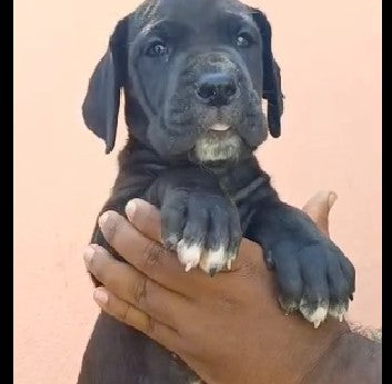 Buy Great Dane Puppy from Pune