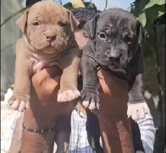 Great Dane Puppies in  Chennai