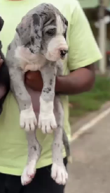 Great Dane puppy From Hyderabad  for sale