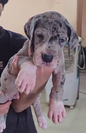 Great Dane Puppies in  Jaipur