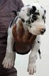 Great Dane dog price in Hyderabad