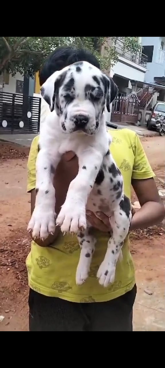 great Dane dog price in Hyderabad