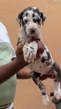Great Dane dog price in Vizag