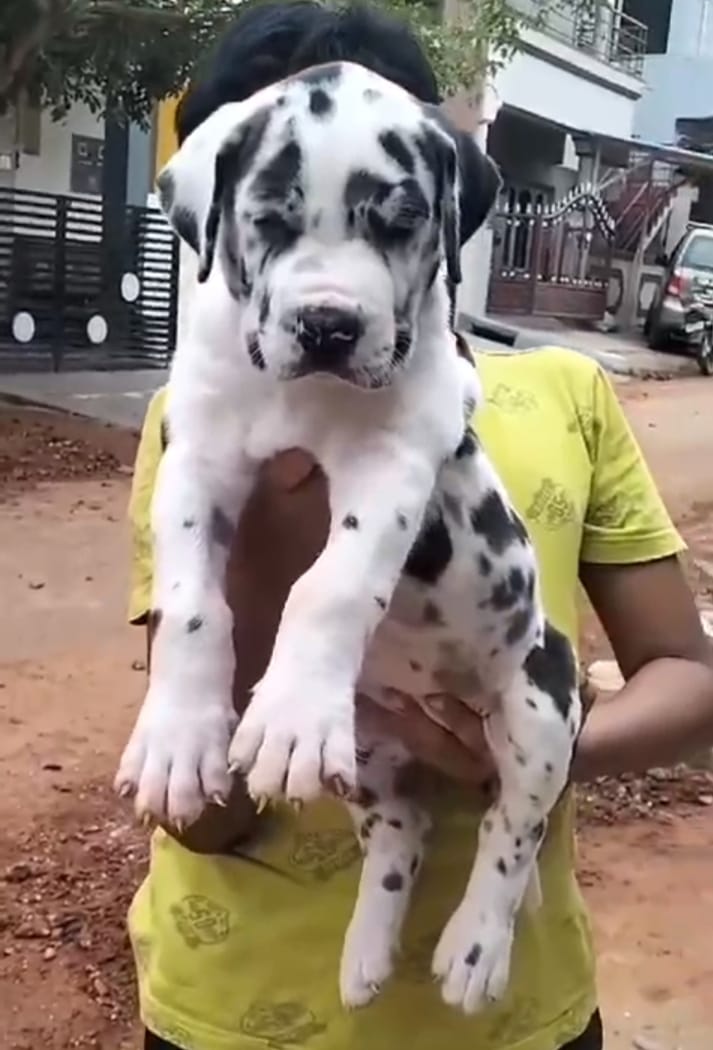 Great Dane Puppies in  Bangalore