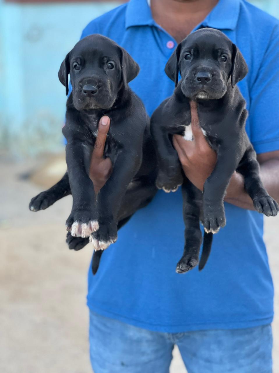 Great Dane Puppies in  Ahmedabad