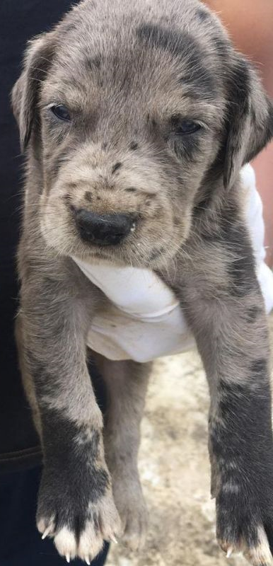 Great Dane Puppies in  Vizag
