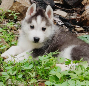 Buy Male Siberian Husky Puppy from Goa